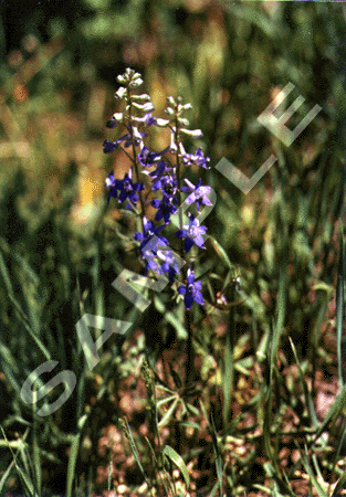 Flowers III